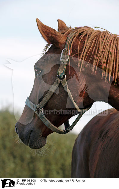 Pferdeportrait / horse head / RR-08308