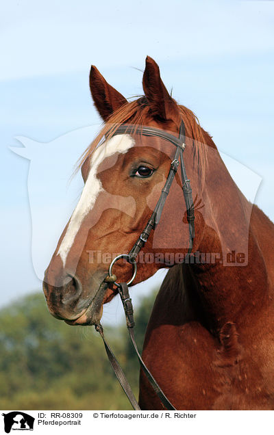 Pferdeportrait / RR-08309