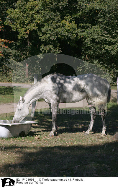 Pferd an der Trnke / drinking horse / IP-01698