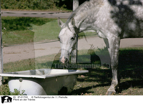 Pferd an der Trnke / drinking horse / IP-01700