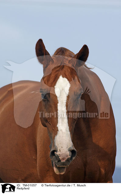 Reitpferd / horse / TM-01057