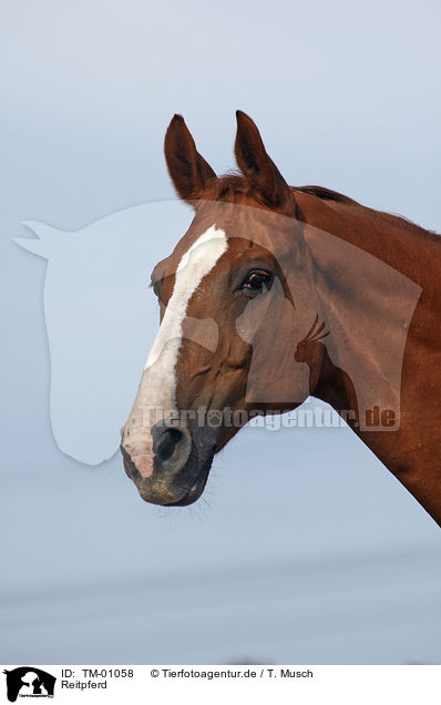 Reitpferd / horse / TM-01058
