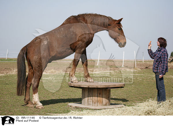Pferd auf Podest / RR-11146
