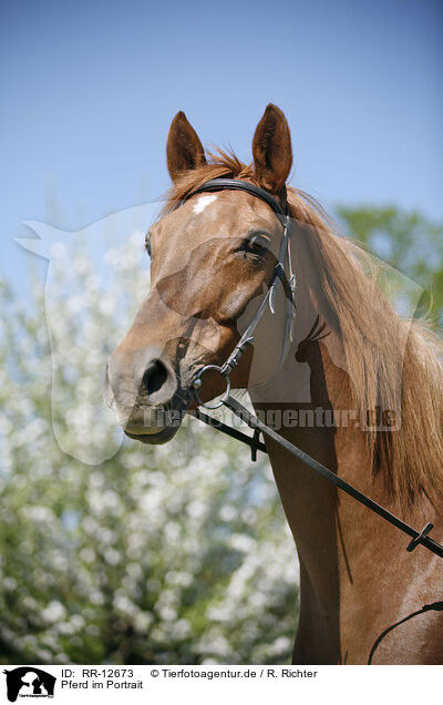 Pferd im Portrait / Horse Portrait / RR-12673