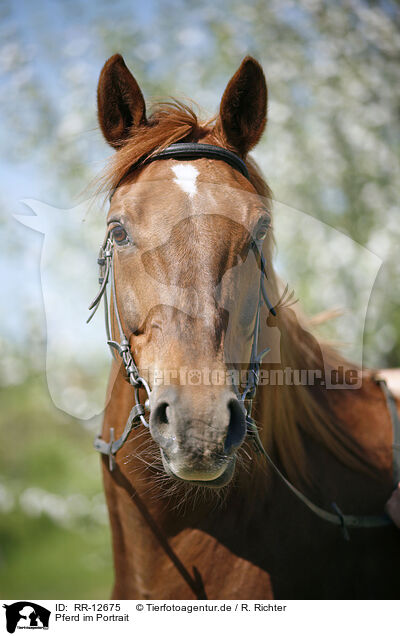 Pferd im Portrait / Horse Portrait / RR-12675