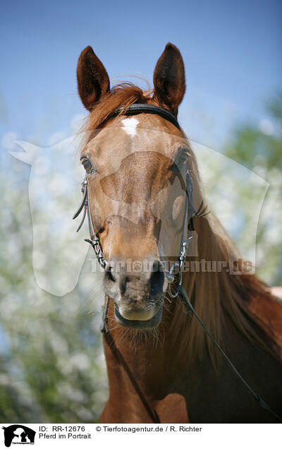 Pferd im Portrait / Horse Portrait / RR-12676