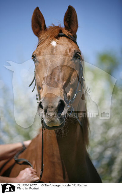 Pferd im Portrait / Horse Portrait / RR-12677