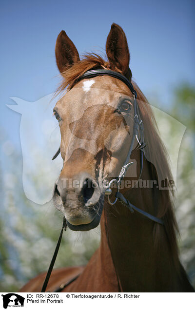 Pferd im Portrait / RR-12678