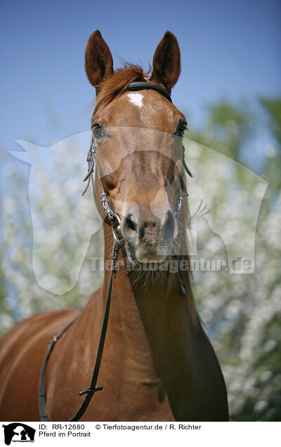 Pferd im Portrait / RR-12680