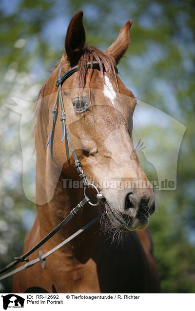 Pferd im Portrait / RR-12692