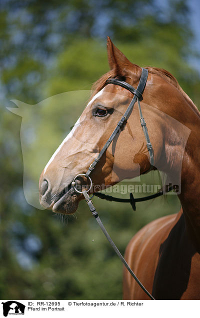 Pferd im Portrait / Horse Portrait / RR-12695