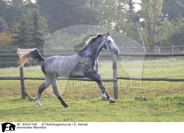 rennendes Warmblut / EH-01106