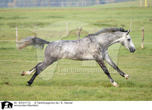 rennendes Warmblut / EH-01112