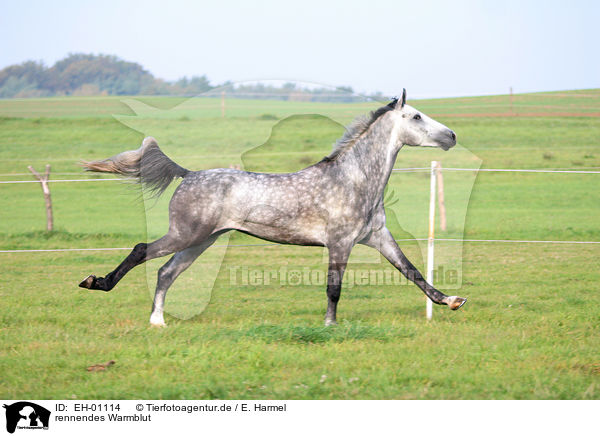 rennendes Warmblut / EH-01114