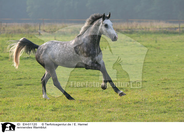 rennendes Warmblut / EH-01120