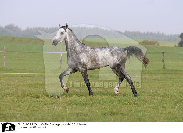 rennendes Warmblut / running horse / EH-01123