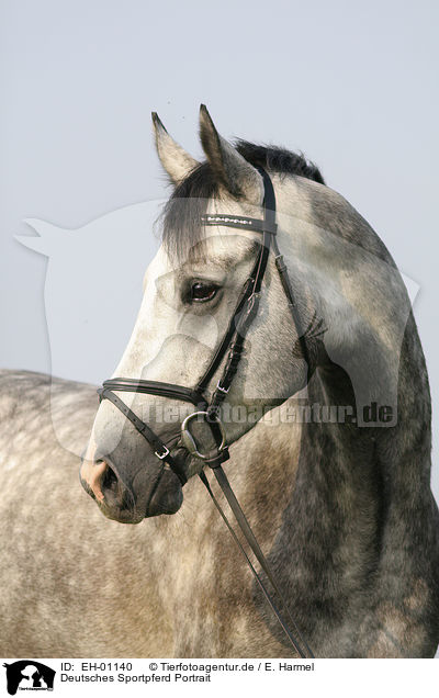 Deutsches Sportpferd Portrait / EH-01140