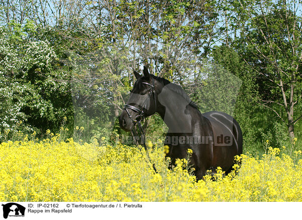 Rappe im Rapsfeld / black horse / IP-02162