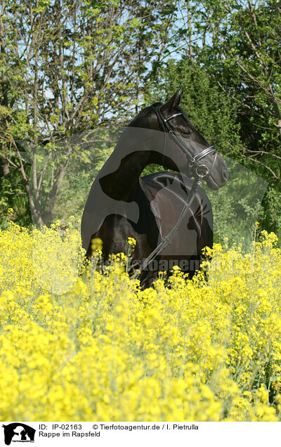 Rappe im Rapsfeld / black horse / IP-02163