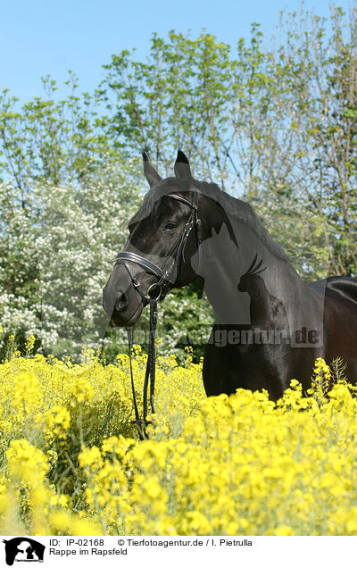 Rappe im Rapsfeld / black horse / IP-02168