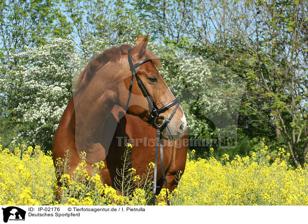 Deutsches Sportpferd / horse / IP-02176