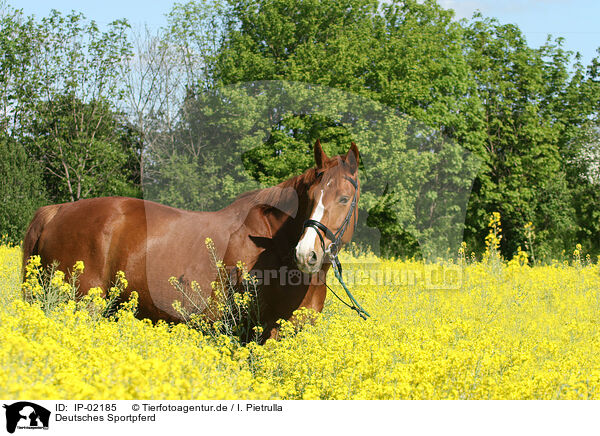 Deutsches Sportpferd / horse / IP-02185