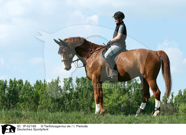 Deutsches Sportpferd / IP-02186