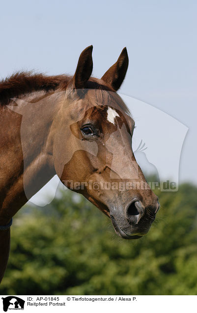 Reitpferd Portrait / horse portrait / AP-01845