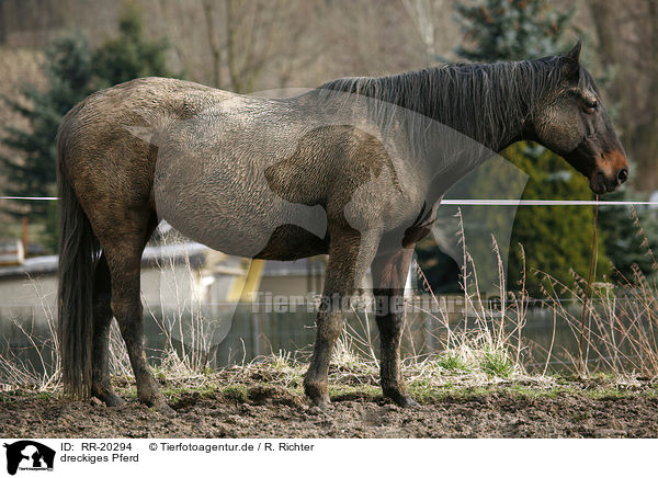 dreckiges Pferd / dirty horse / RR-20294