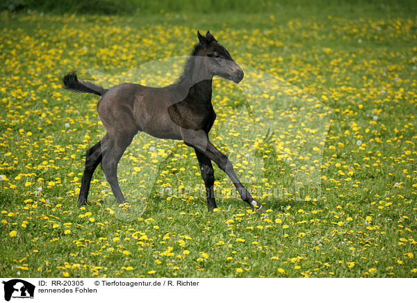 rennendes Fohlen / running foal / RR-20305