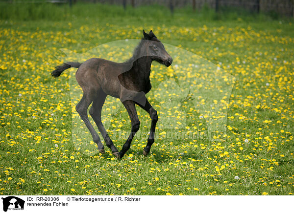 rennendes Fohlen / running foal / RR-20306