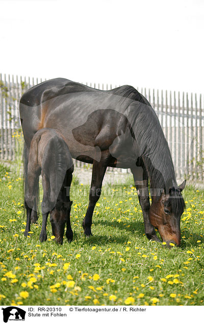 Stute mit Fohlen / mare with foal / RR-20310