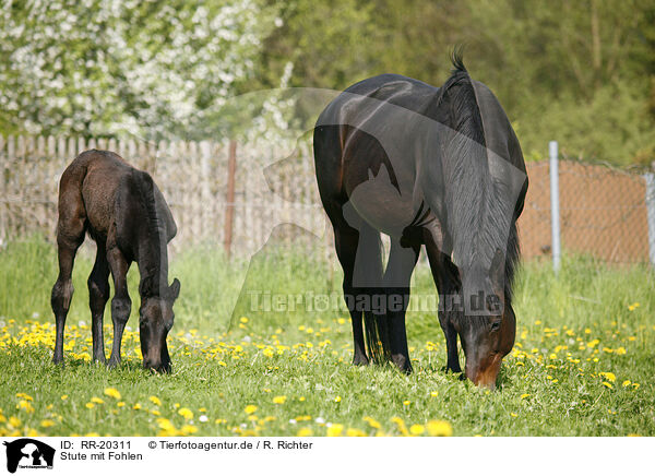 Stute mit Fohlen / mare with foal / RR-20311