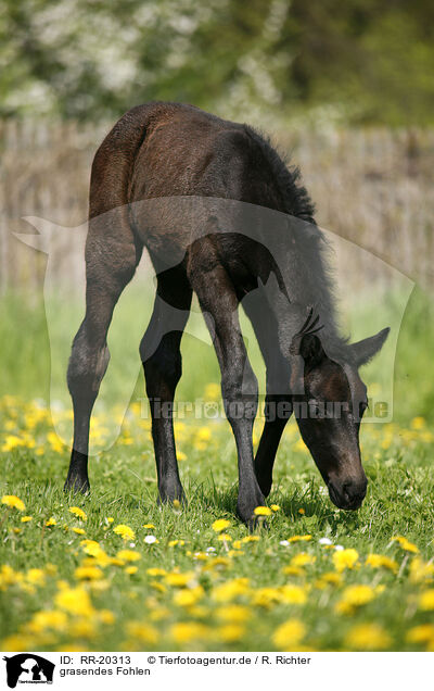grasendes Fohlen / grazing foal / RR-20313