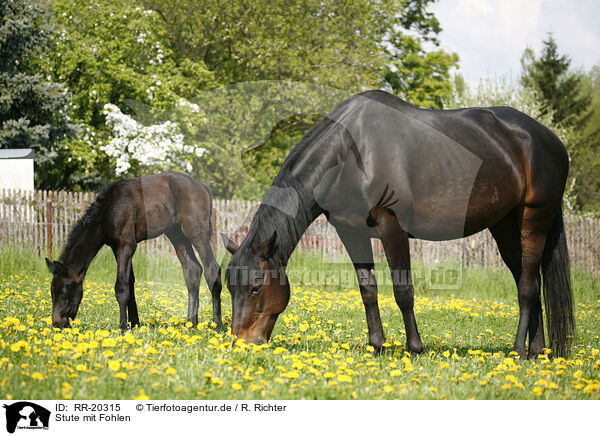 Stute mit Fohlen / mare with foal / RR-20315
