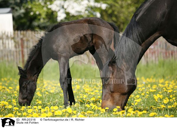 Stute mit Fohlen / mare with foal / RR-20316