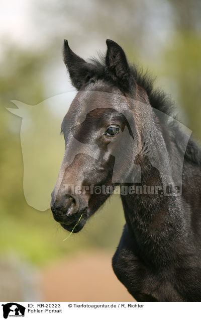 Fohlen Portrait / foal portrait / RR-20323