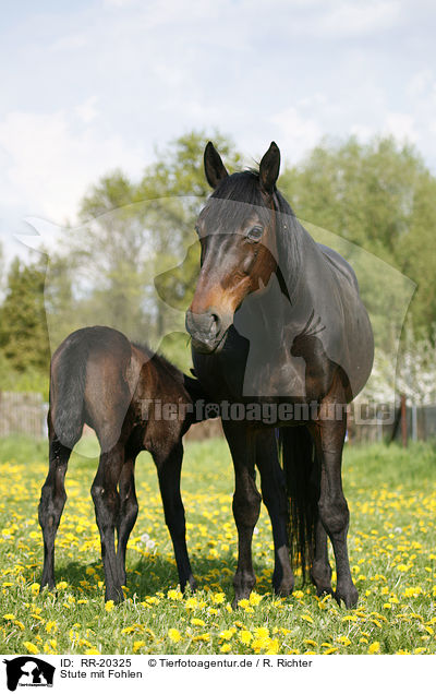 Stute mit Fohlen / mare with foal / RR-20325
