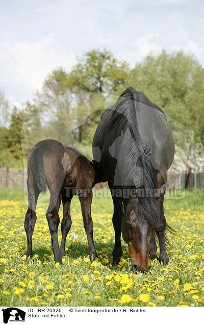Stute mit Fohlen / mare with foal / RR-20326
