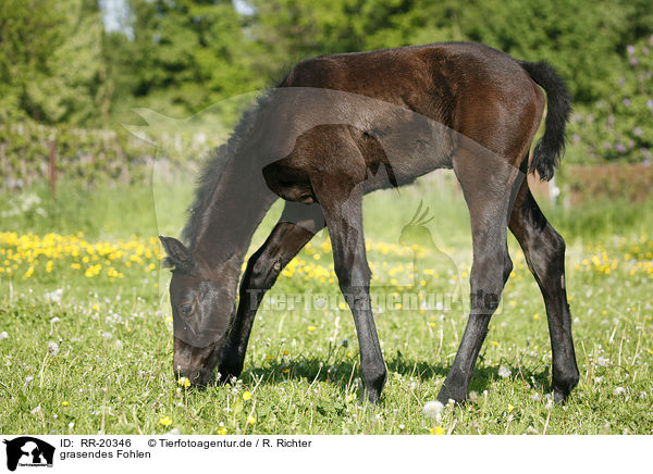 grasendes Fohlen / grazing foal / RR-20346