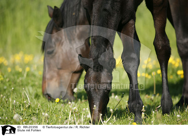 Stute mit Fohlen / mare with foal / RR-20356