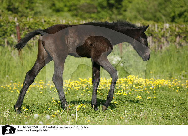 braunes Hengstfohlen / brown colt / RR-20359