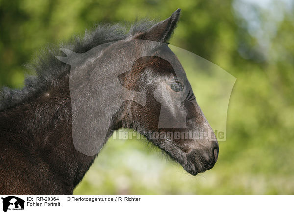 Fohlen Portrait / foal portrait / RR-20364