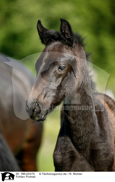 Fohlen Portrait / foal portrait / RR-20370