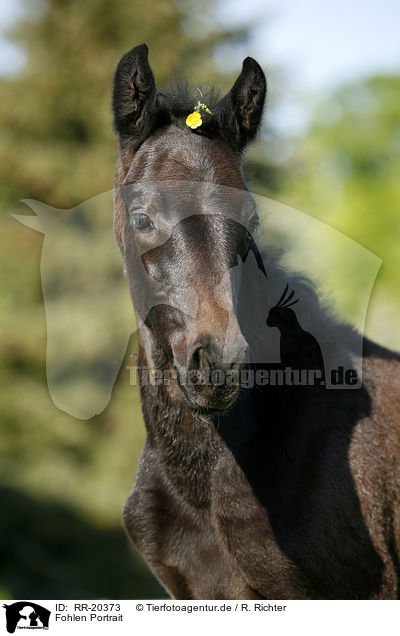 Fohlen Portrait / foal portrait / RR-20373