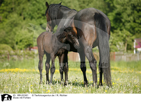 Stute mit Fohlen / mare with foal / RR-20381