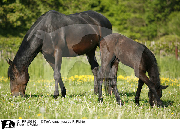 Stute mit Fohlen / mare with foal / RR-20386