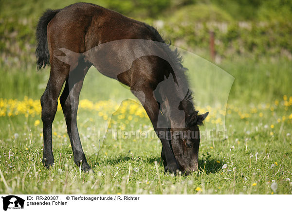 grasendes Fohlen / grazing foal / RR-20387