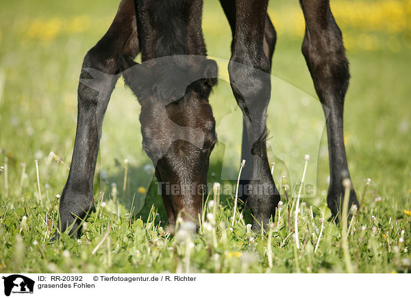 grasendes Fohlen / grazing foal / RR-20392