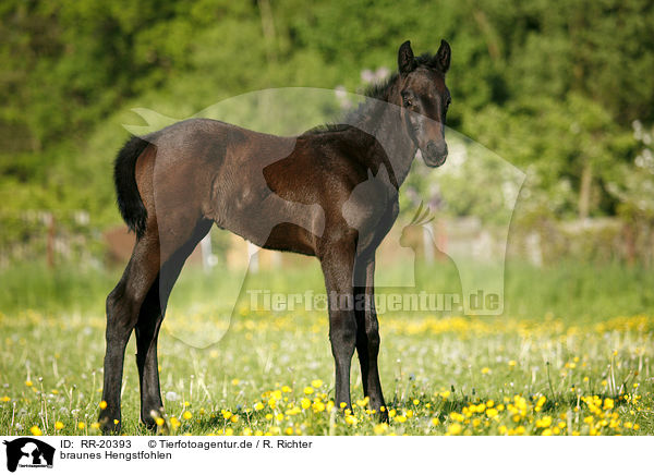 braunes Hengstfohlen / RR-20393
